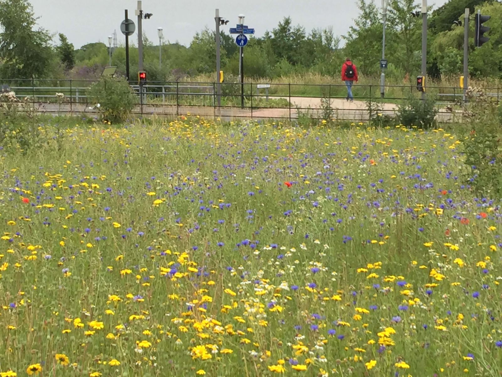 Cornfield Annuals York Uni (4)