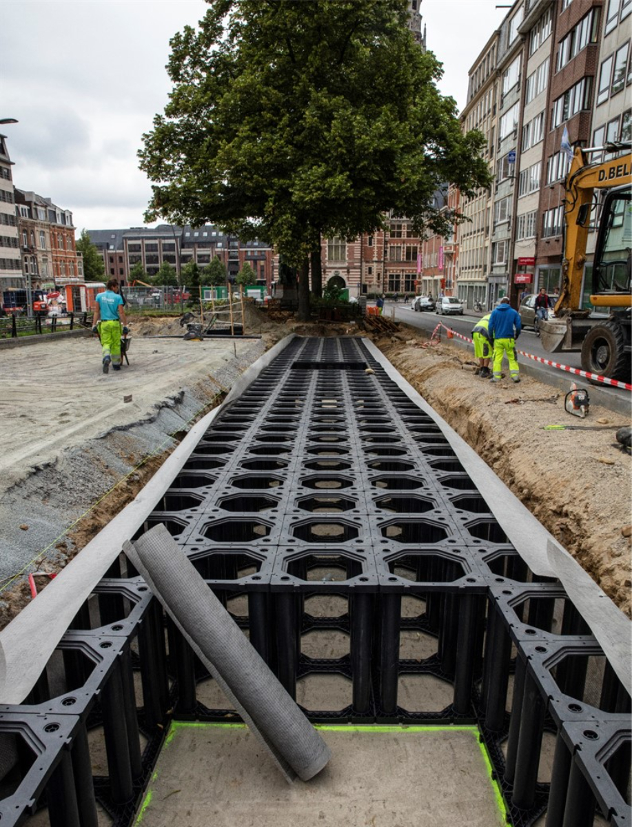 Tree_Parker_Herbert_Hooverplein_Leuven (2)