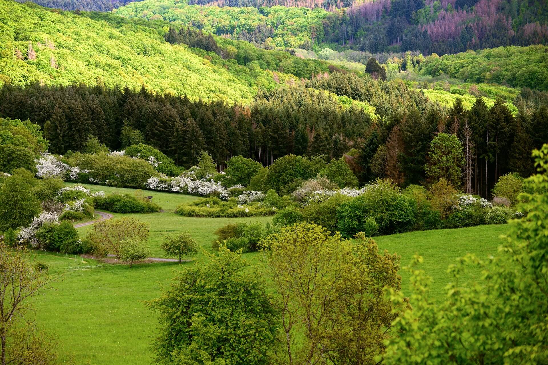 mixed-forest-g4e5d68b32_1920 (1)