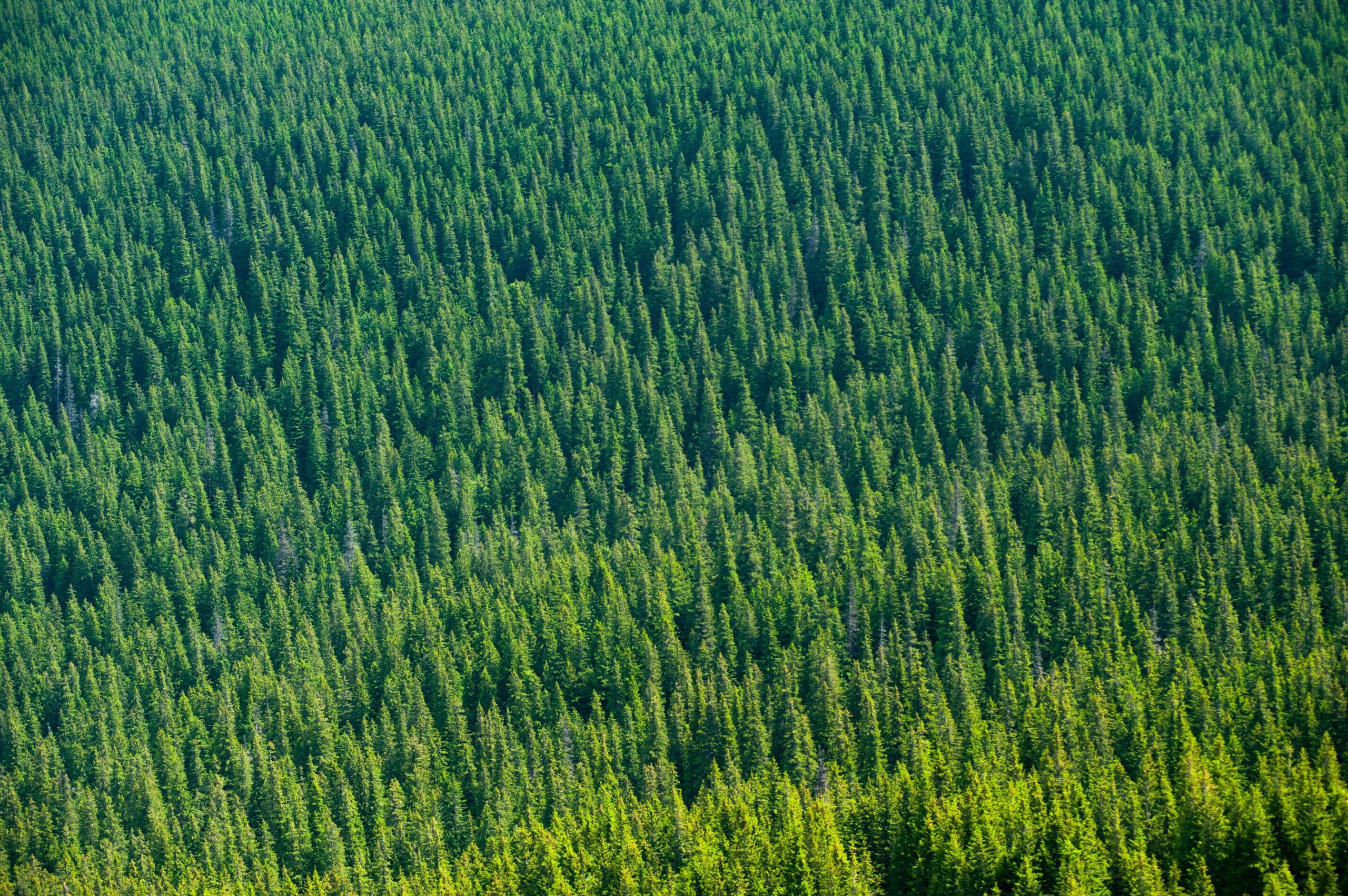 pexels-oleksandr-pidvalnyi-1174183 (1)